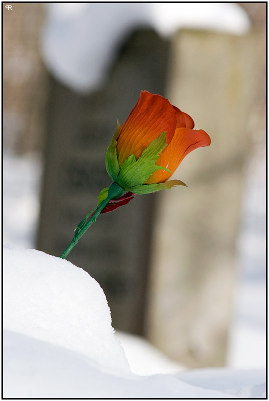 Cementary